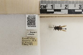 Media type: image;   Entomology 784838 Aspect: labels